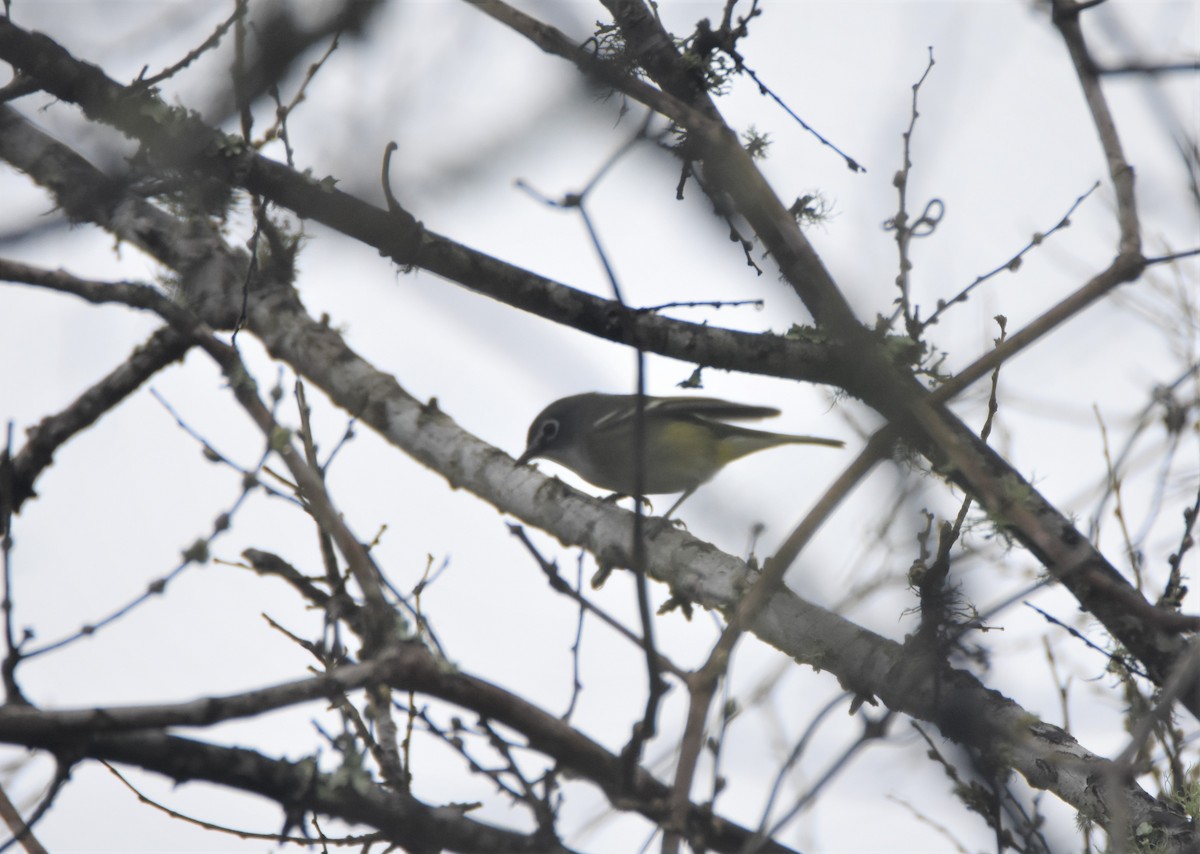 Blue-headed Vireo - ML144682981