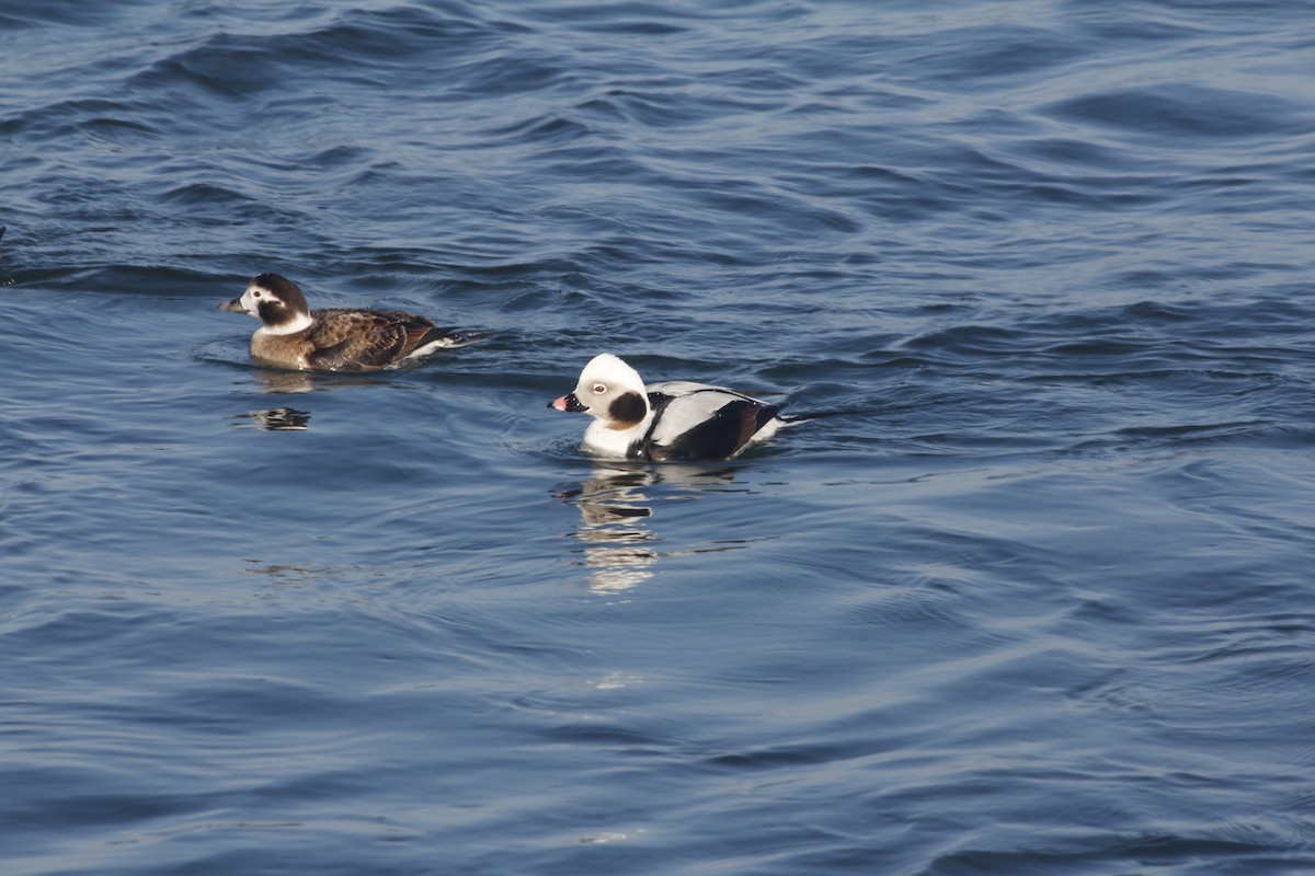 Long-tailed Duck - ML144683781