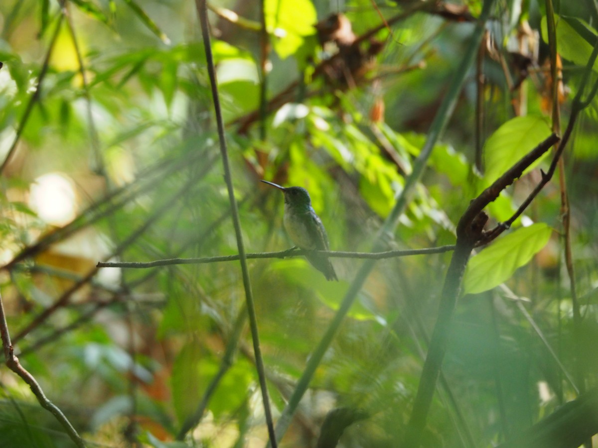 Blue-chested Hummingbird - ML144684081