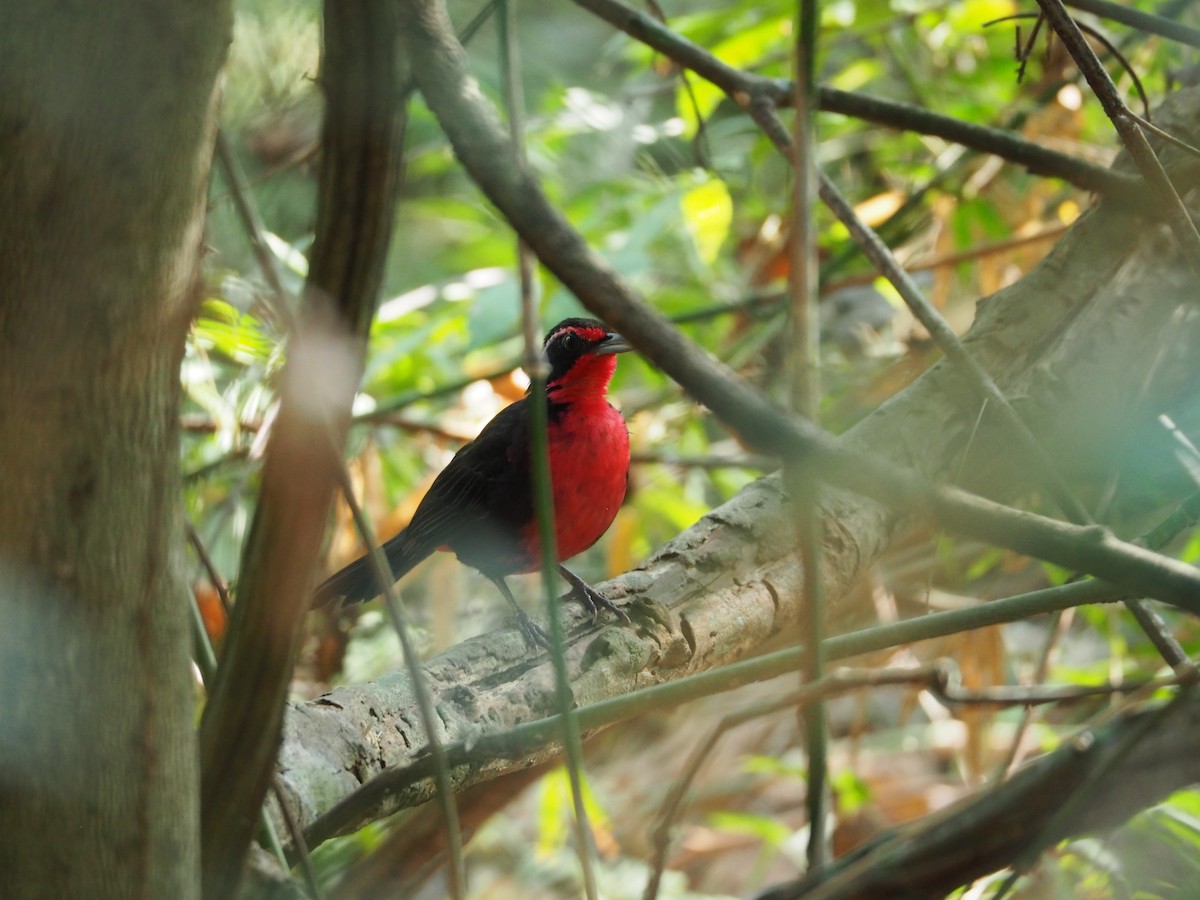 Rosy Thrush-Tanager - ML144684221