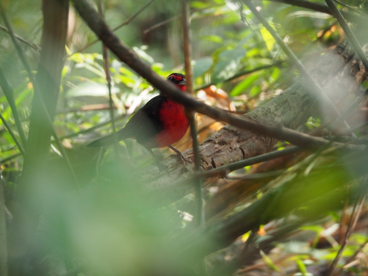 Rosy Thrush-Tanager - ML144684241