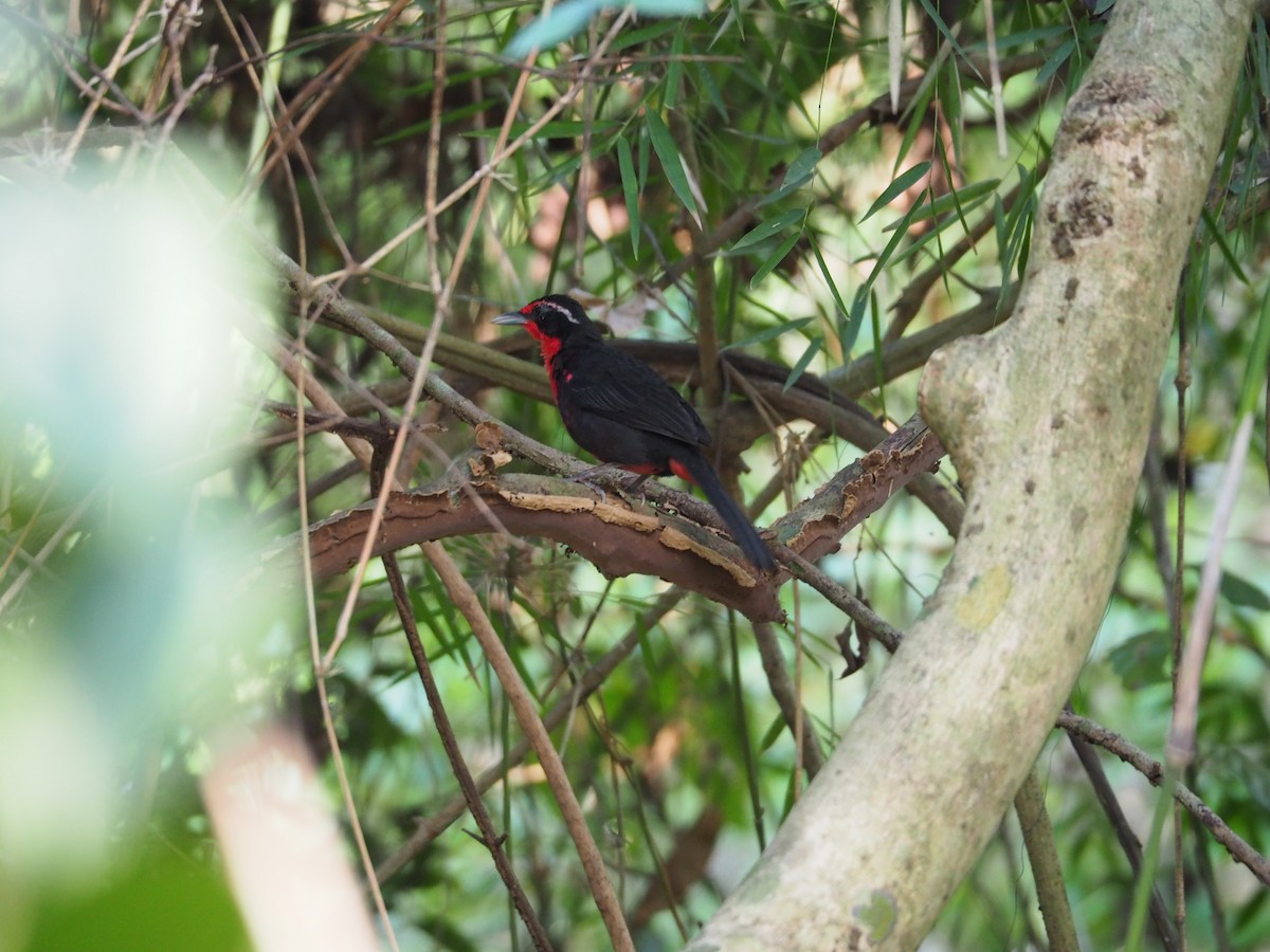 Rosy Thrush-Tanager - ML144684271