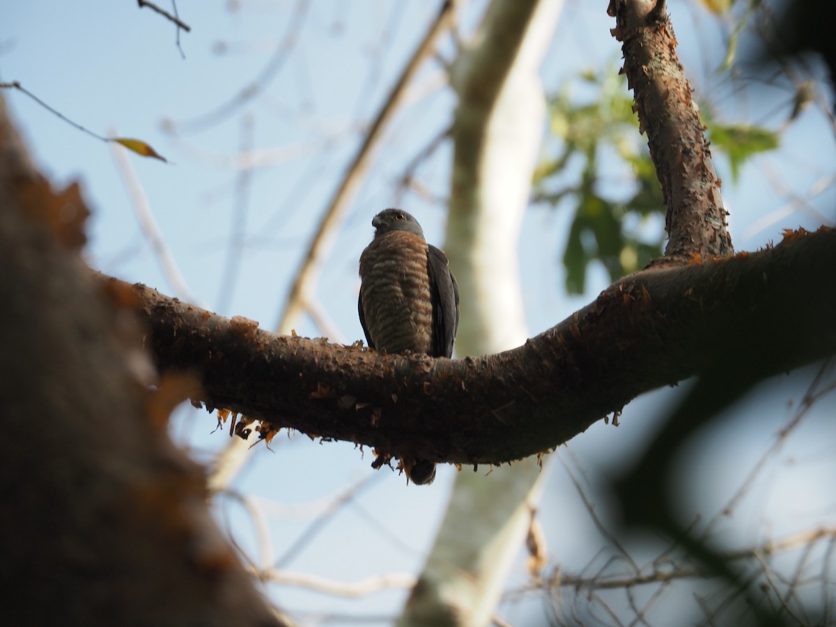 Double-toothed Kite - ML144684311