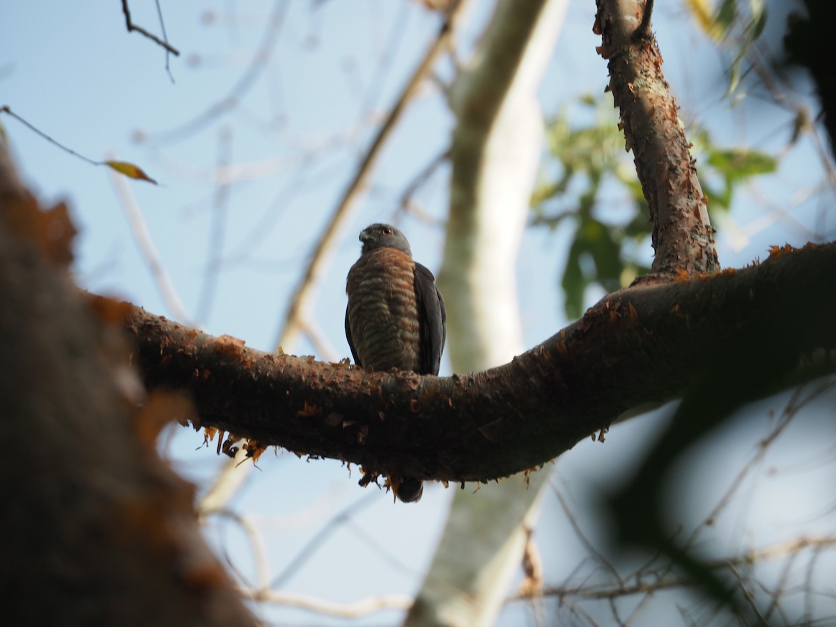 Double-toothed Kite - ML144684321