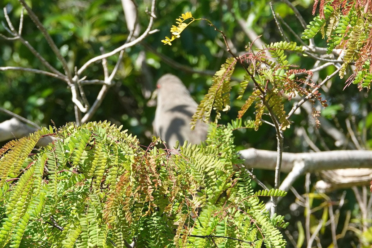 Great Lizard-Cuckoo - Dorothy Wadlow