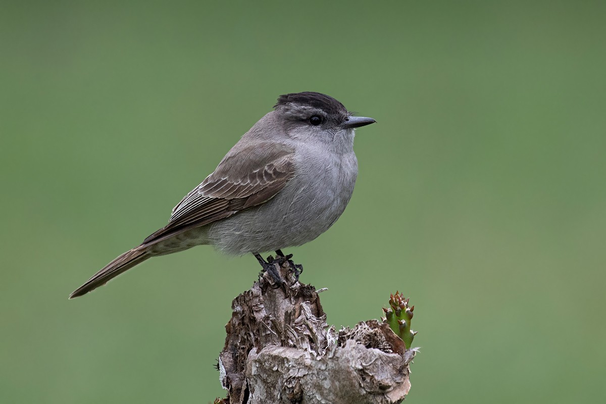 Crowned Slaty Flycatcher - ML144684621