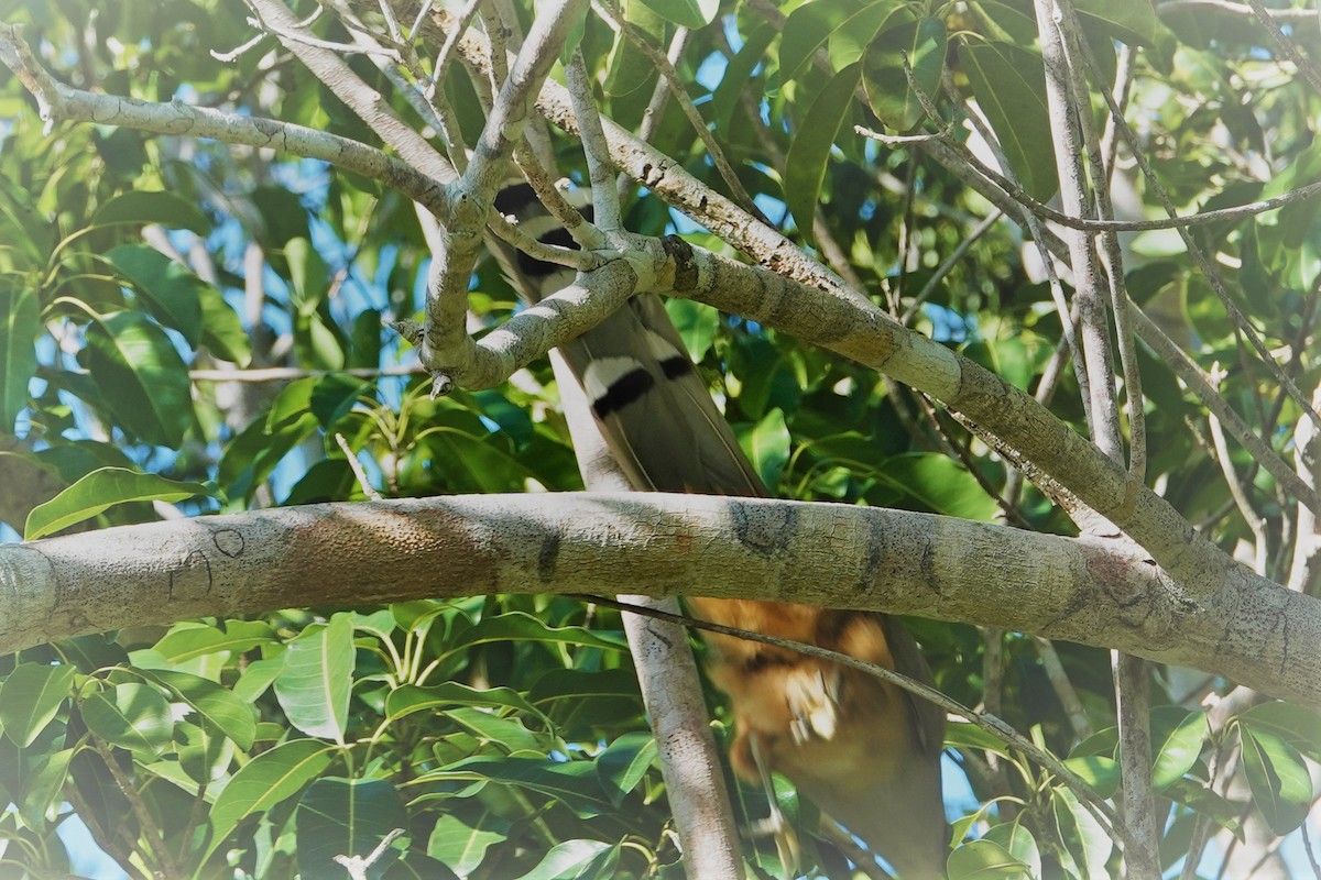 Great Lizard-Cuckoo - ML144684851