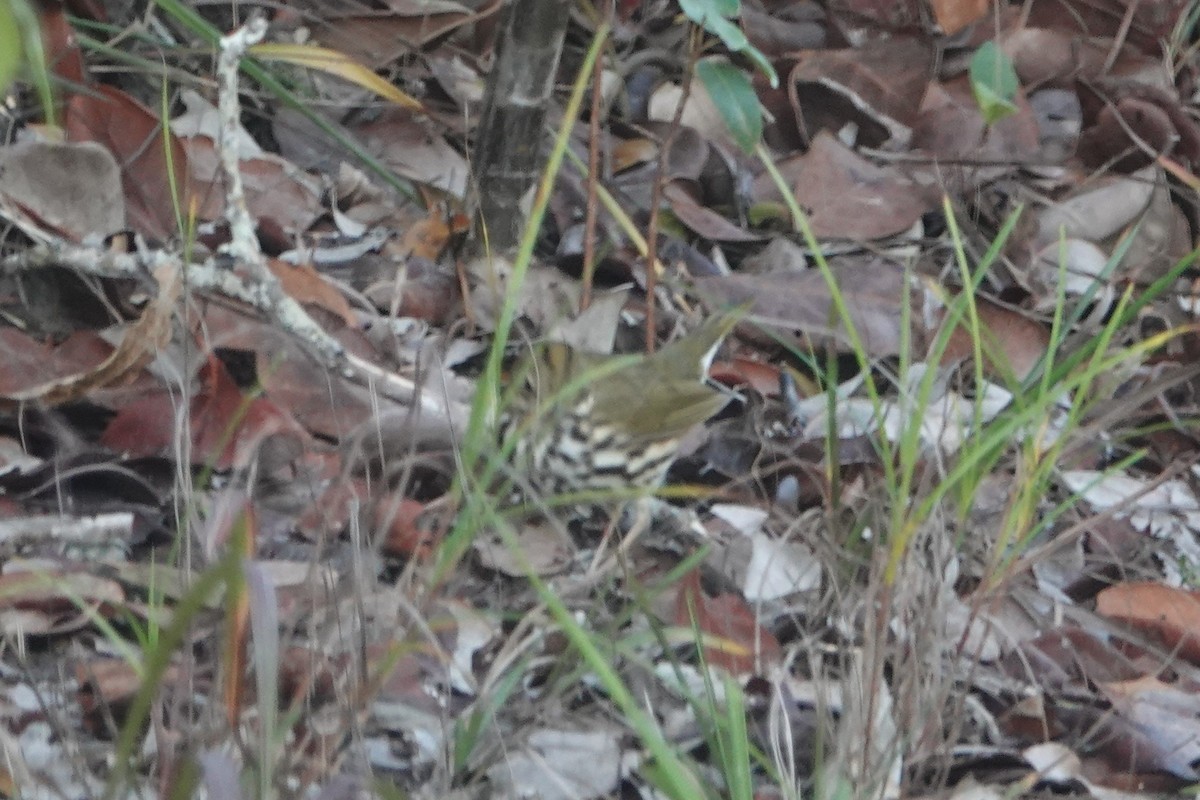 Ovenbird - ML144685061