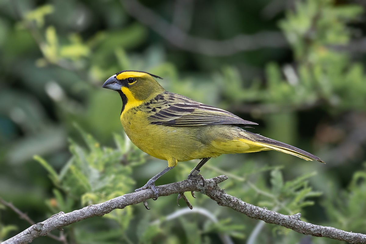 Yellow Cardinal - ML144685151