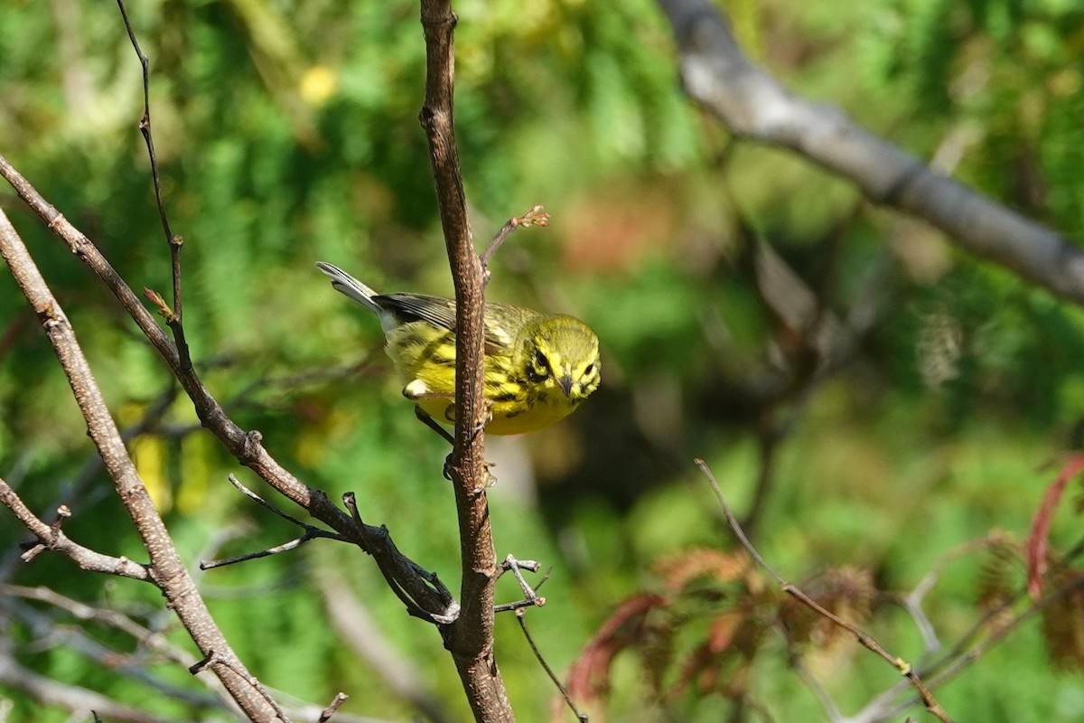 Prairie Warbler - ML144685241