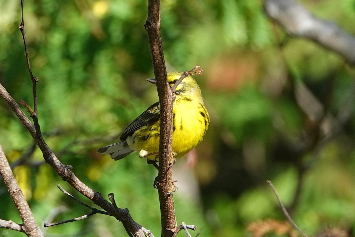 Prairie Warbler - ML144685441