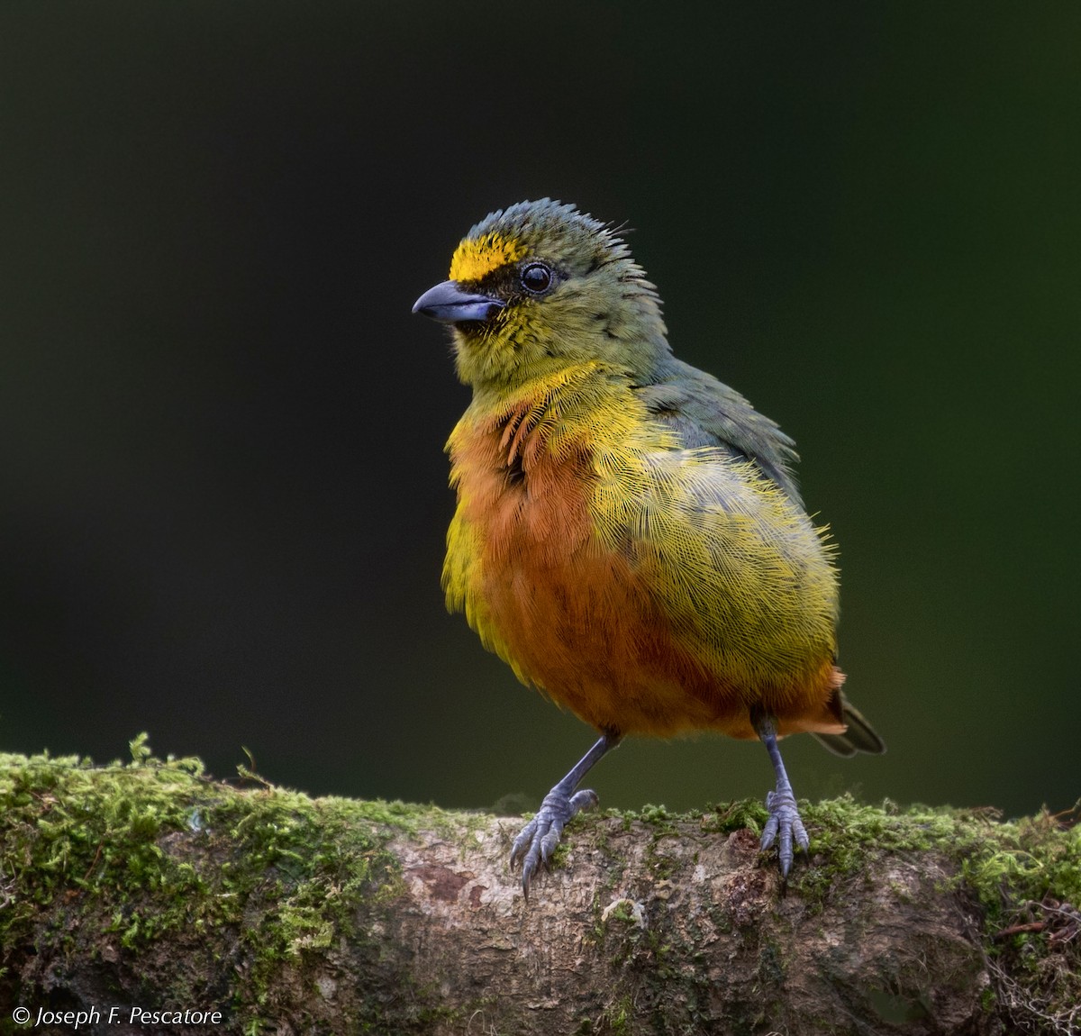 Olive-backed Euphonia - ML144685641