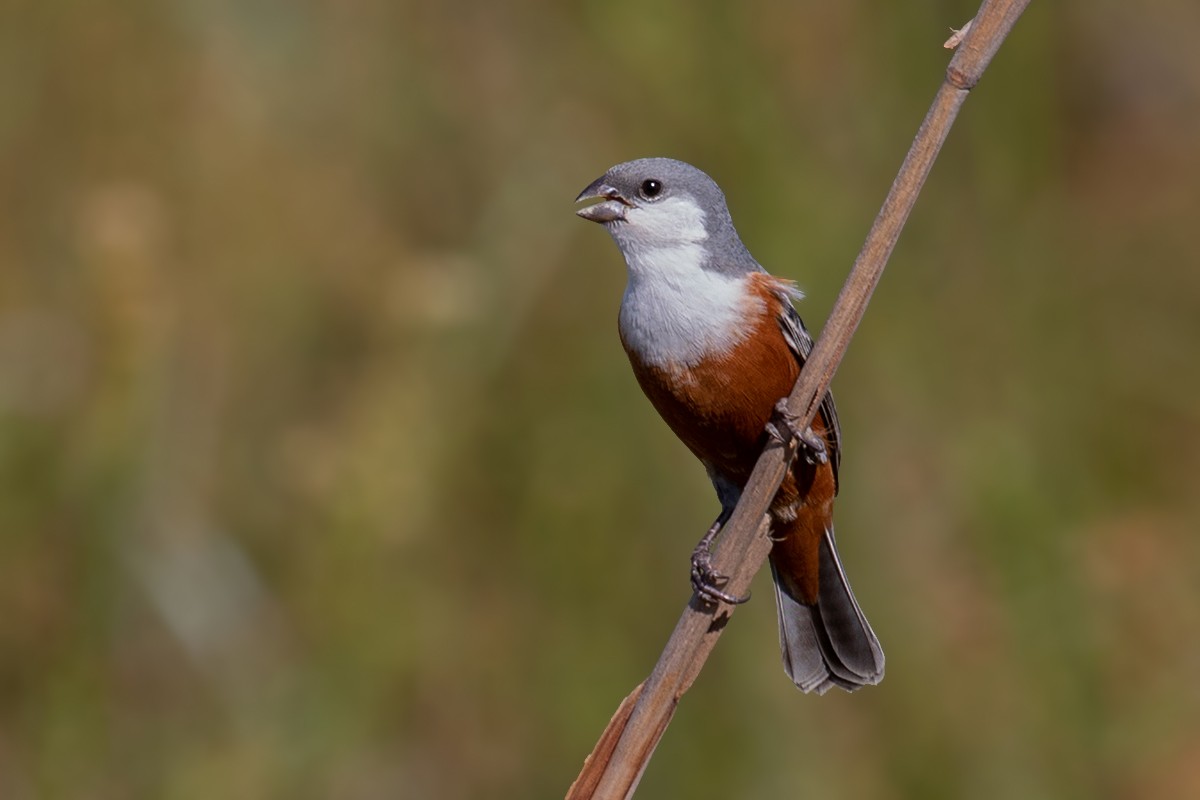 Marsh Seedeater - ML144685931