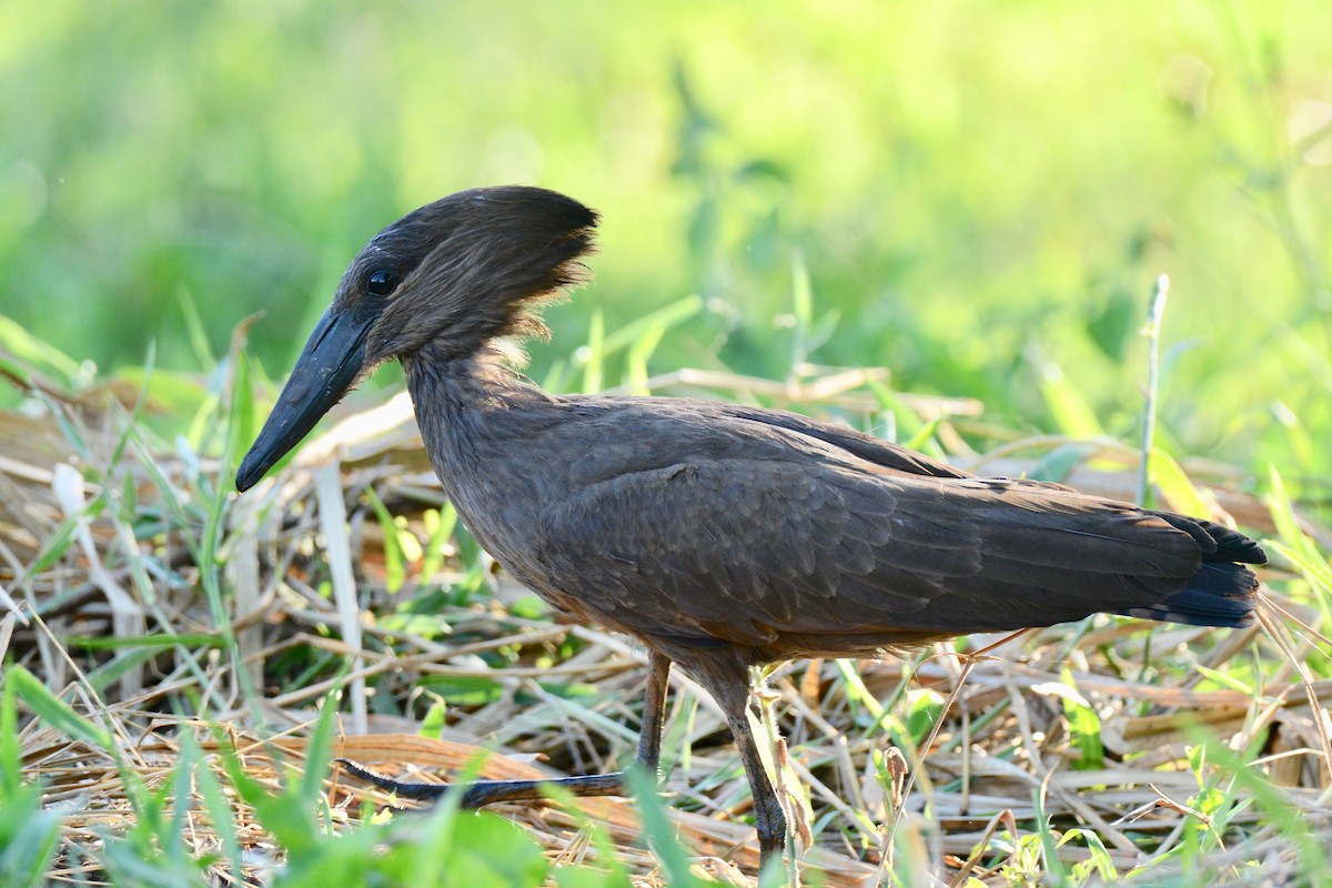 Hamerkop - Timothy Lloyd