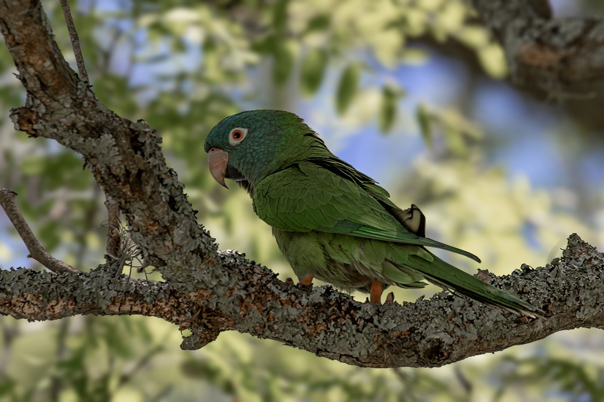 Conure à tête bleue - ML144687681