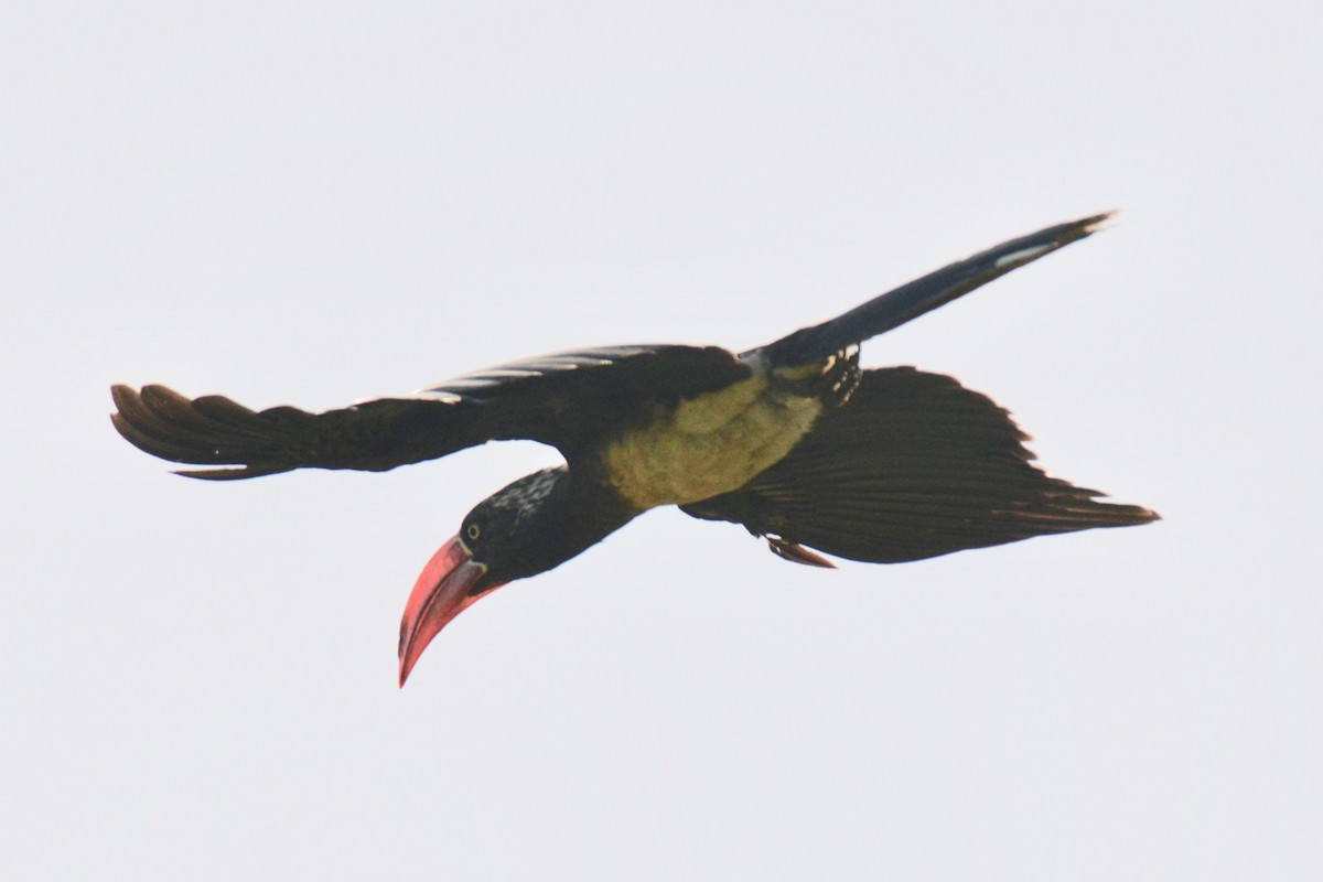 Crowned Hornbill - Timothy Lloyd