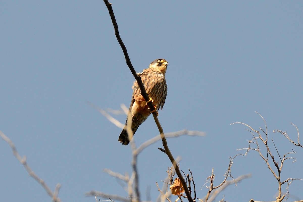 Alcotán Africano - ML144688031