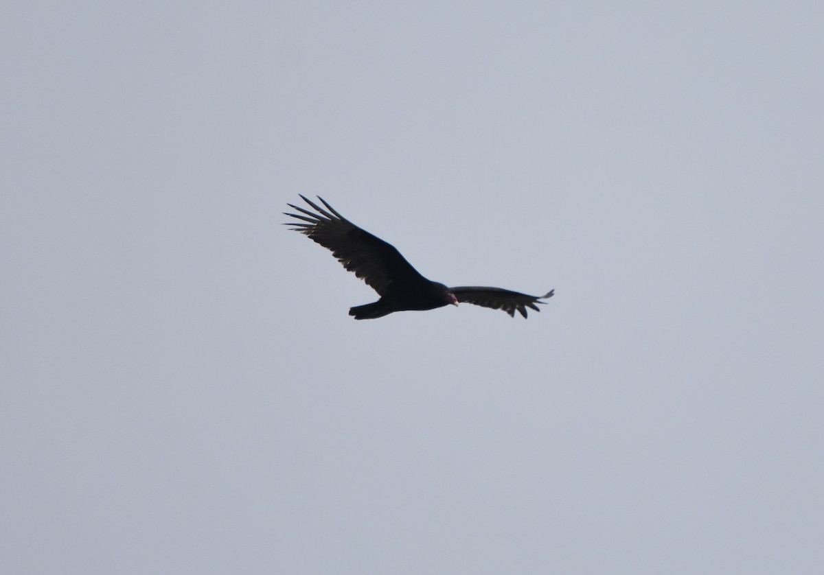 Turkey Vulture - ML144688051