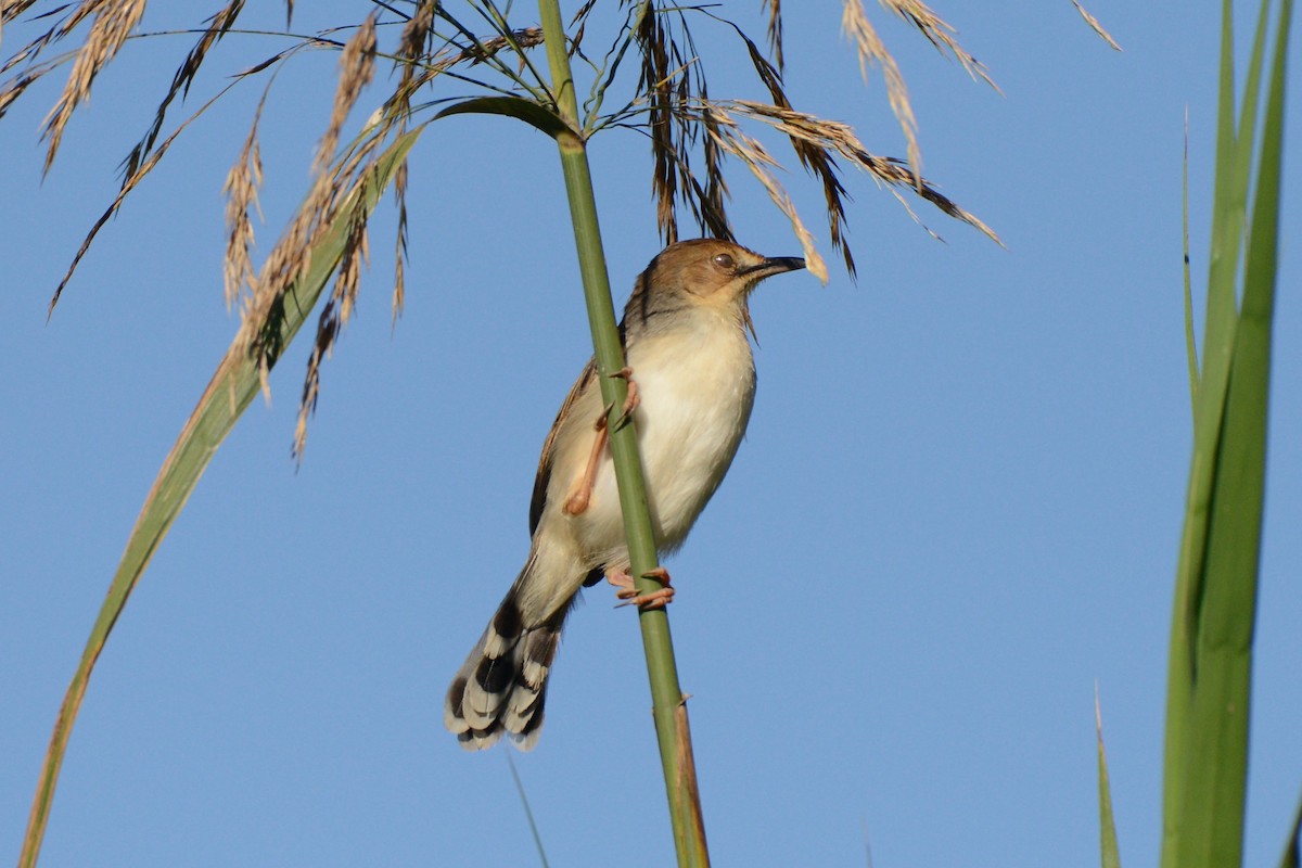 Winding Cisticola - ML144688611