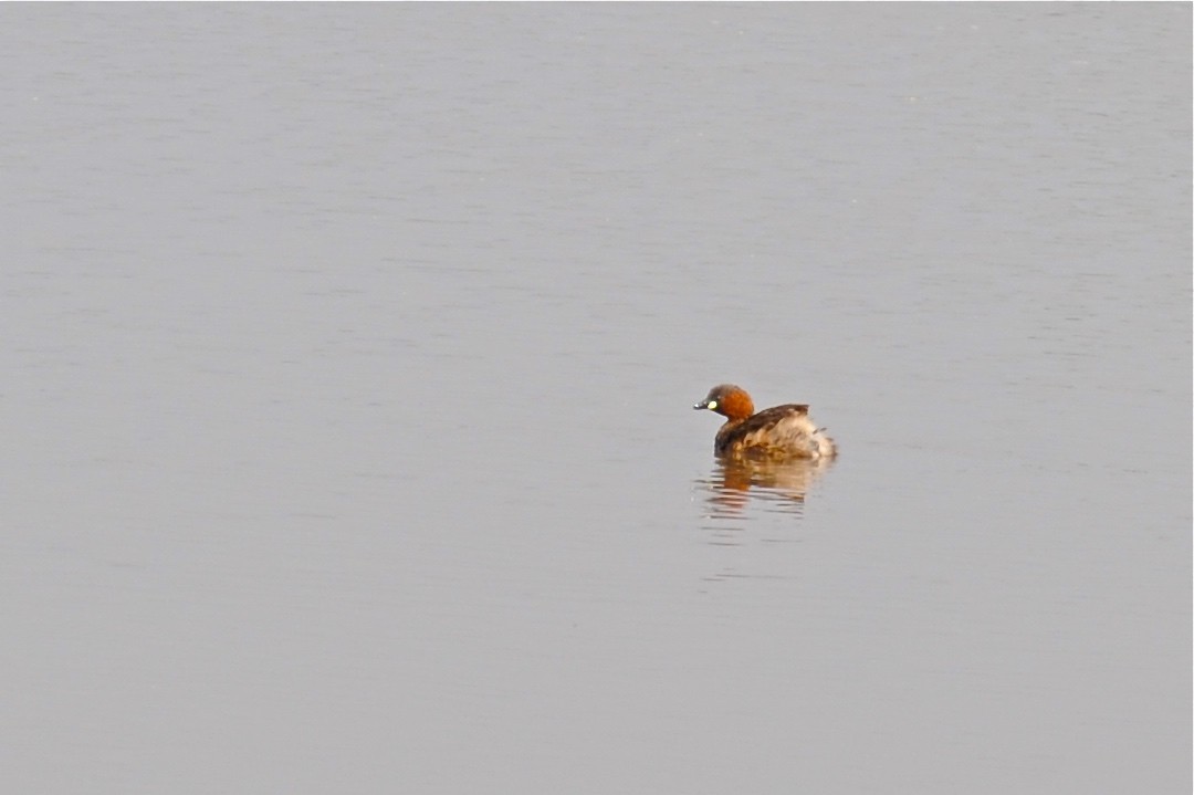 Little Grebe - Gerald Friesen