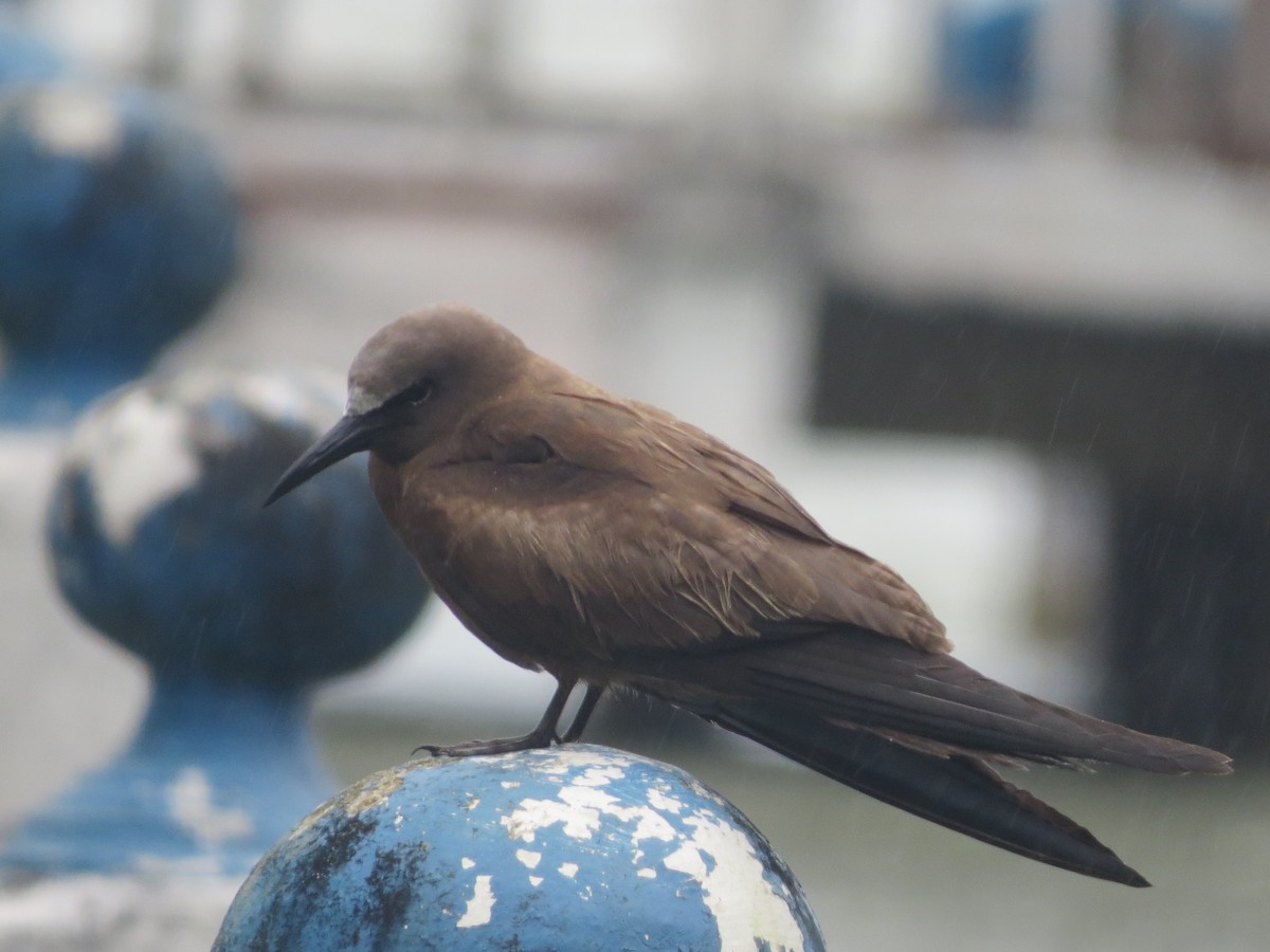 Brown Noddy - ML144690021