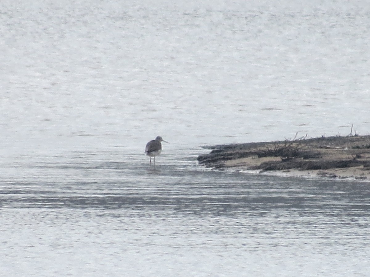 Greater Yellowlegs - ML144690151