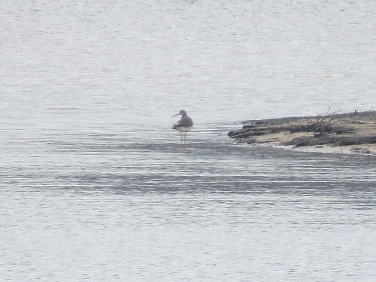 Greater Yellowlegs - ML144690161