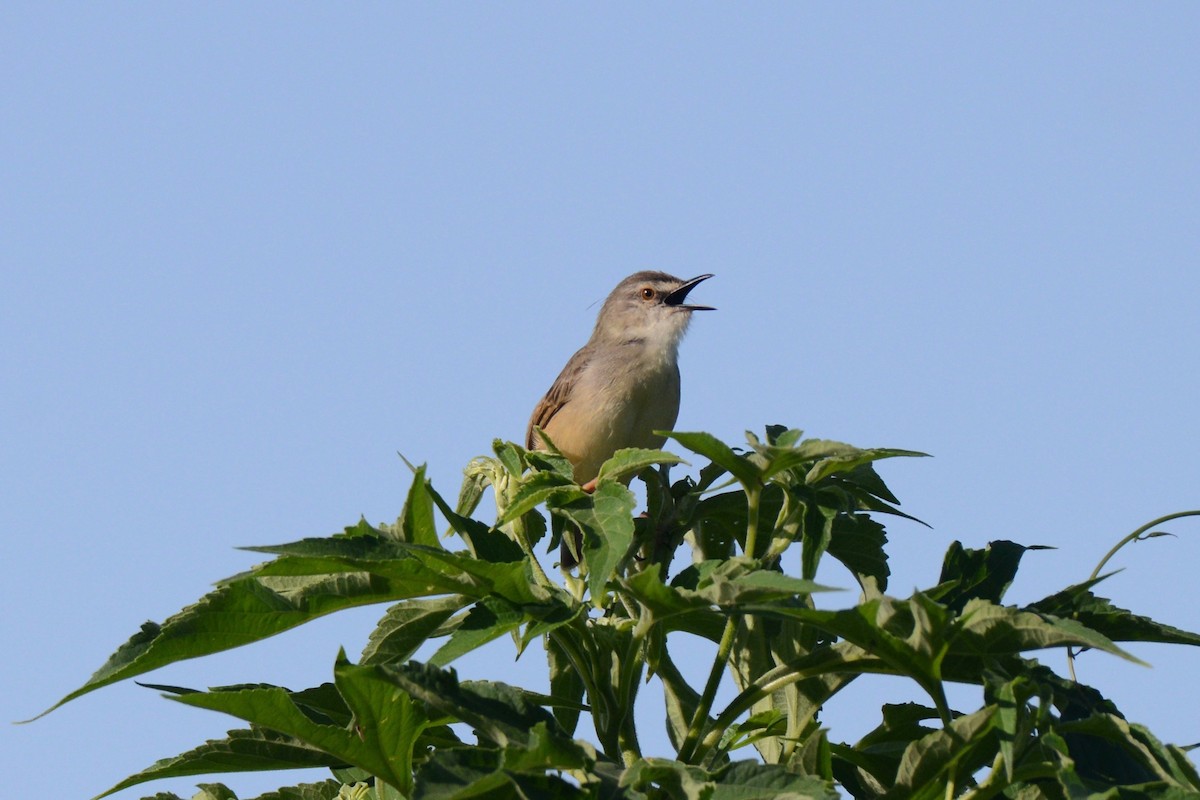 Tawny-flanked Prinia - ML144690921