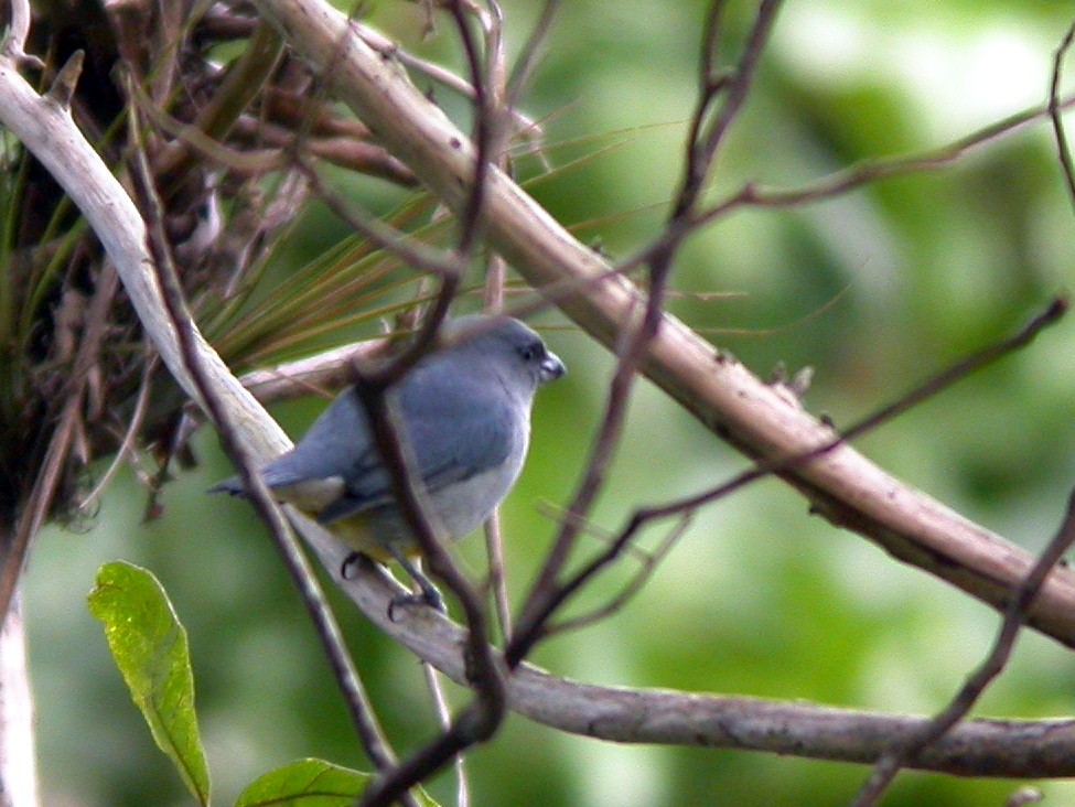 Jamaican Euphonia - ML144692871