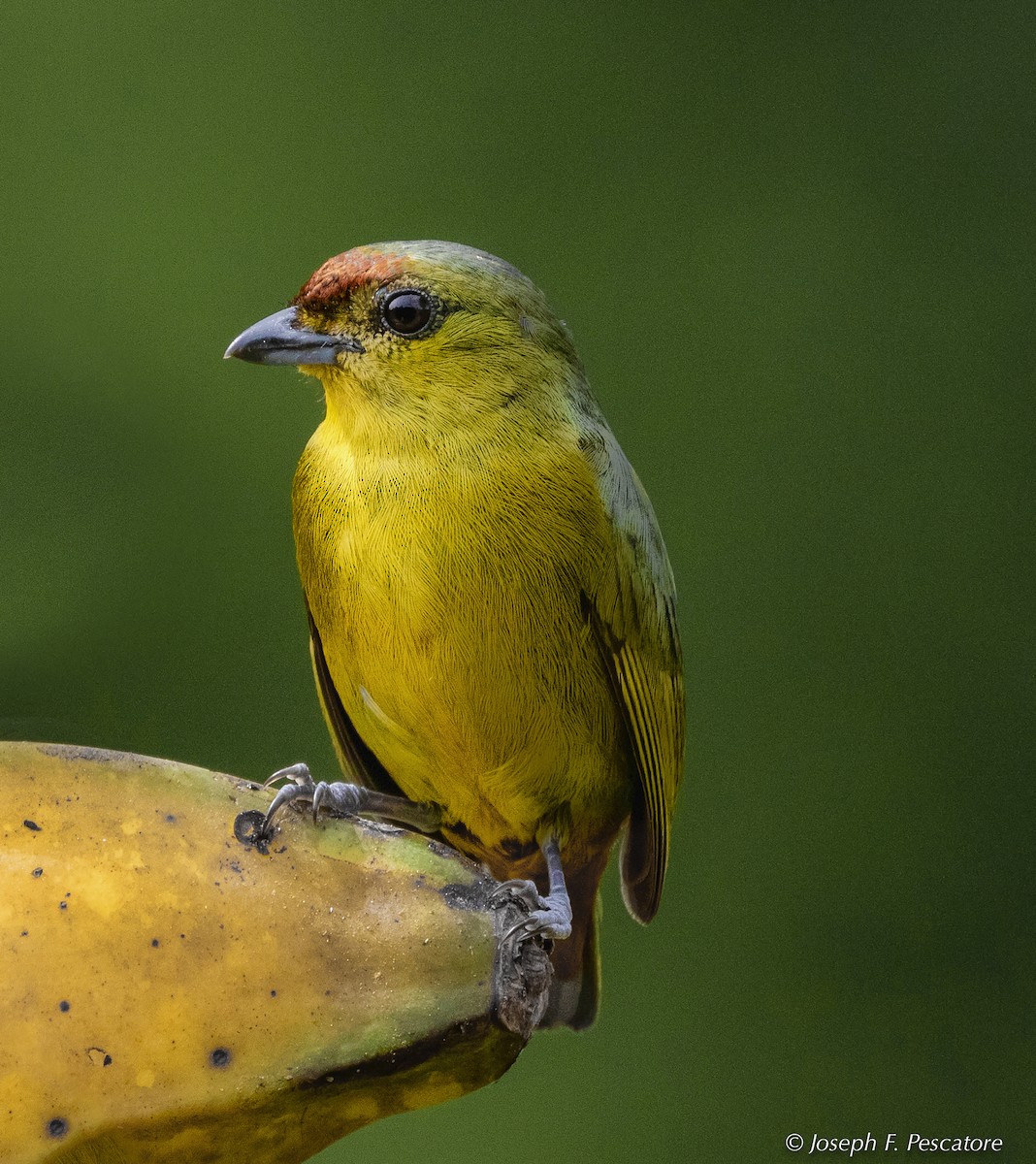 Olive-backed Euphonia - ML144693051