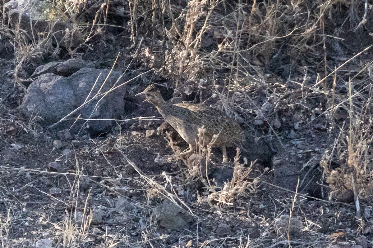 Chilean Tinamou - ML144693061