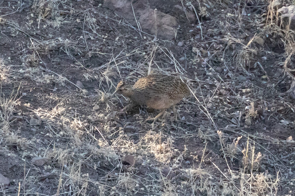 Chilean Tinamou - ML144693071