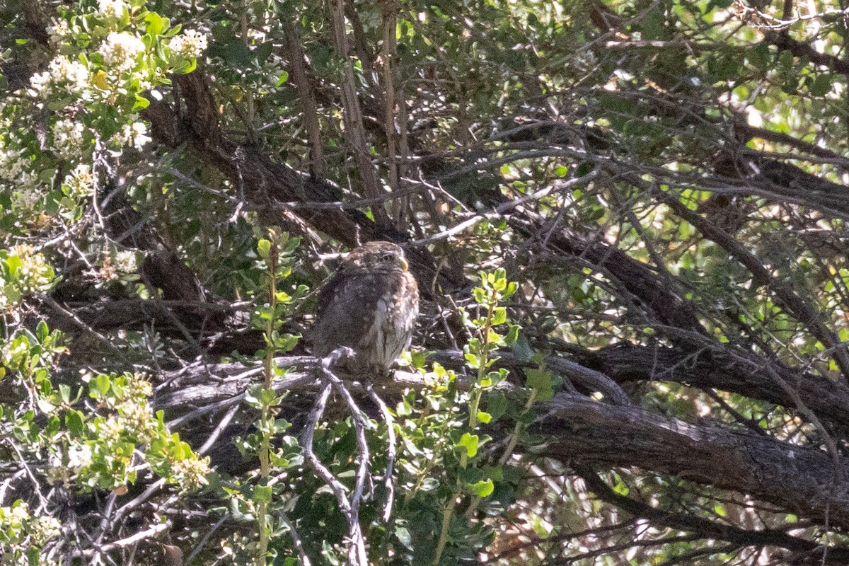 Austral Pygmy-Owl - ML144693611