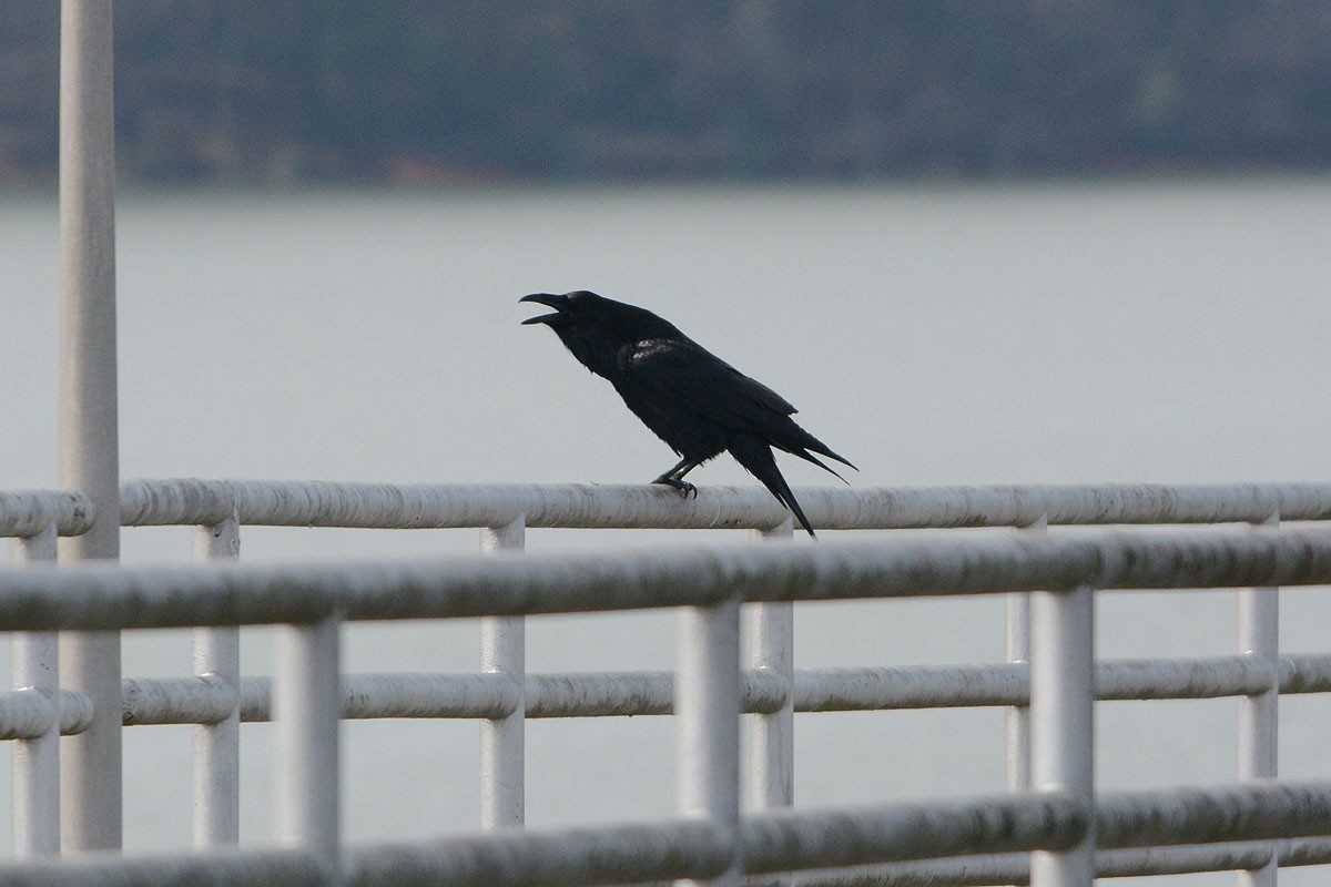 Common Raven - ML144695021