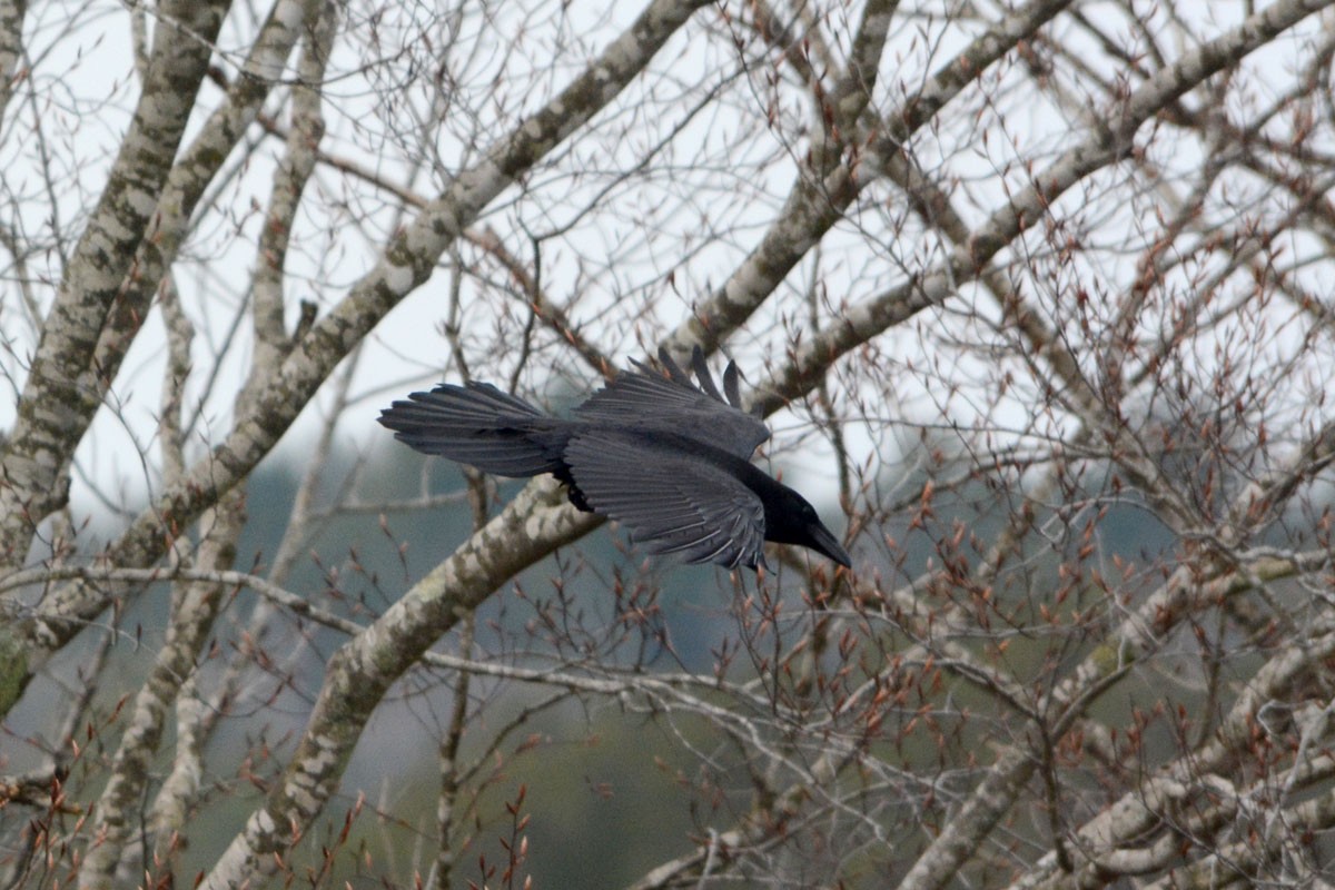 Common Raven - ML144695031