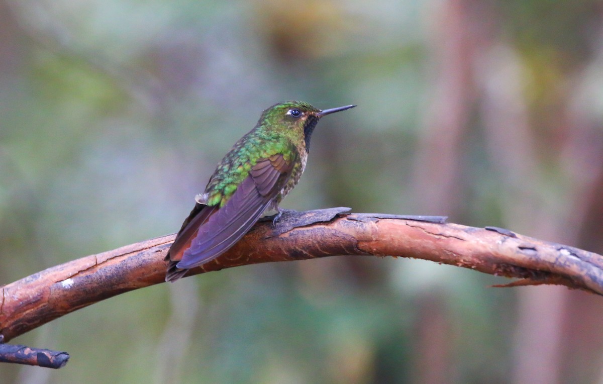 Tyrian Metaltail - Devin Griffiths