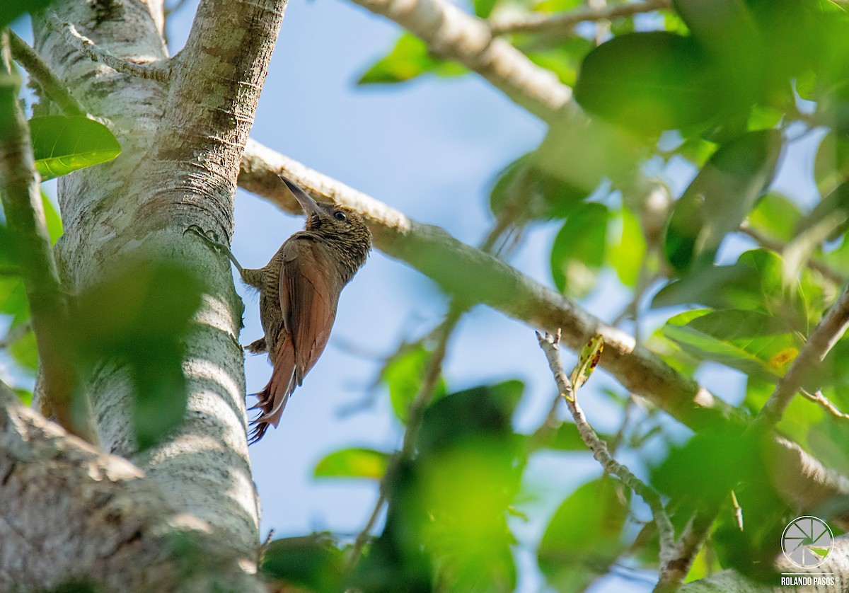 Northern Barred-Woodcreeper - ML144696571