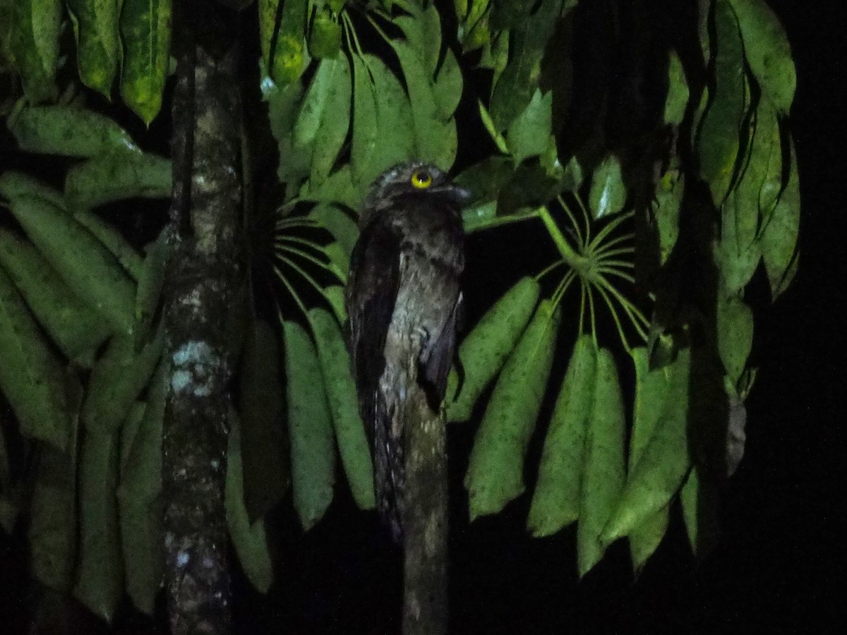 Common Potoo - Scott Ramos