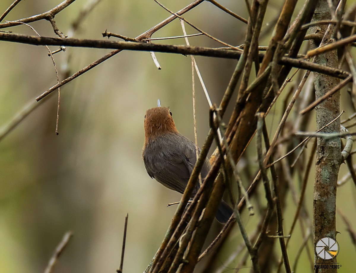 Long-billed Gnatwren - ML144700131