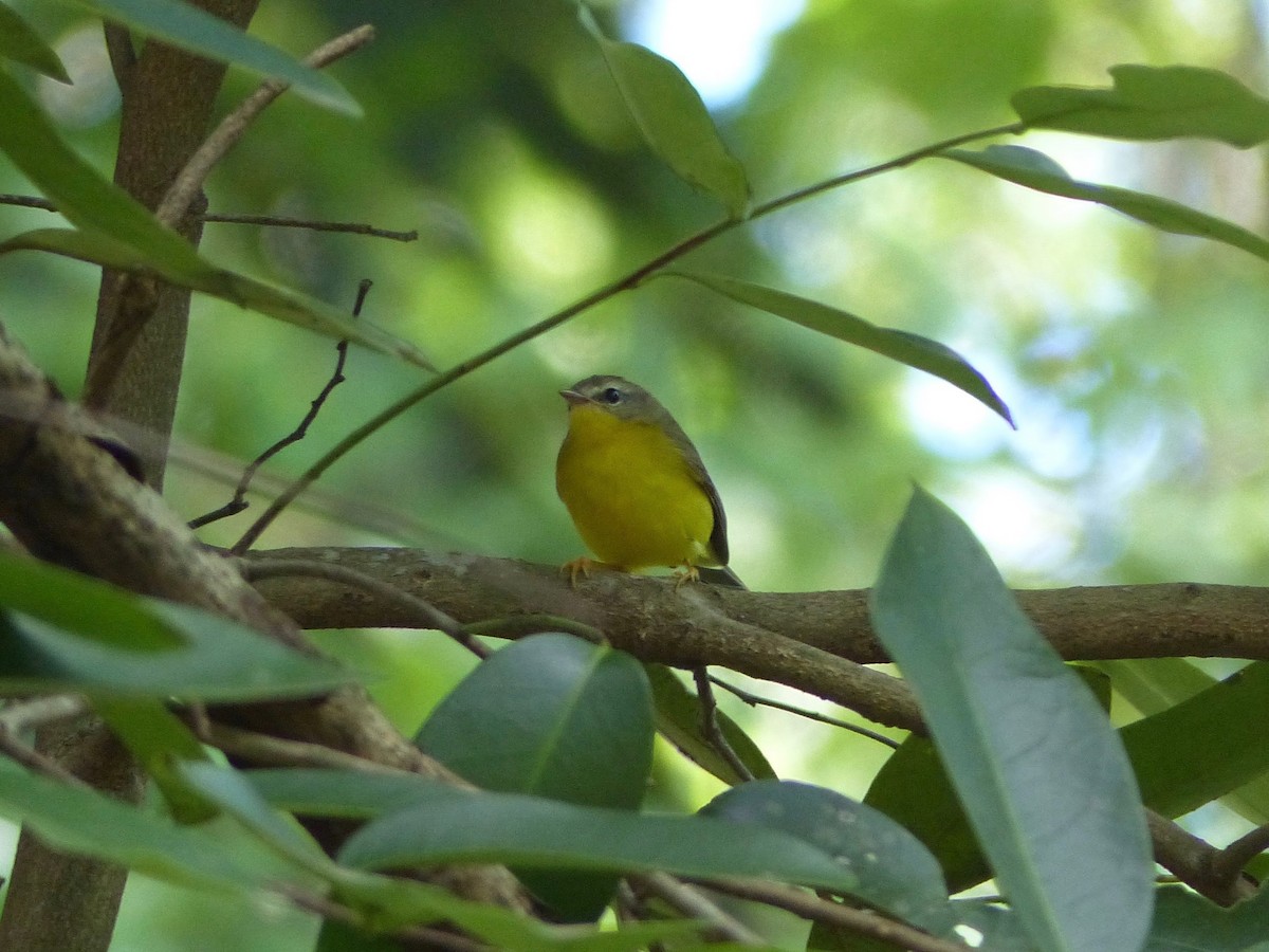 Golden-crowned Warbler - ML144700671