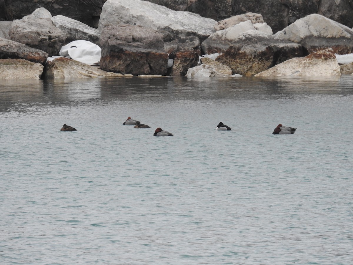 Ring-necked Duck - ML144700681