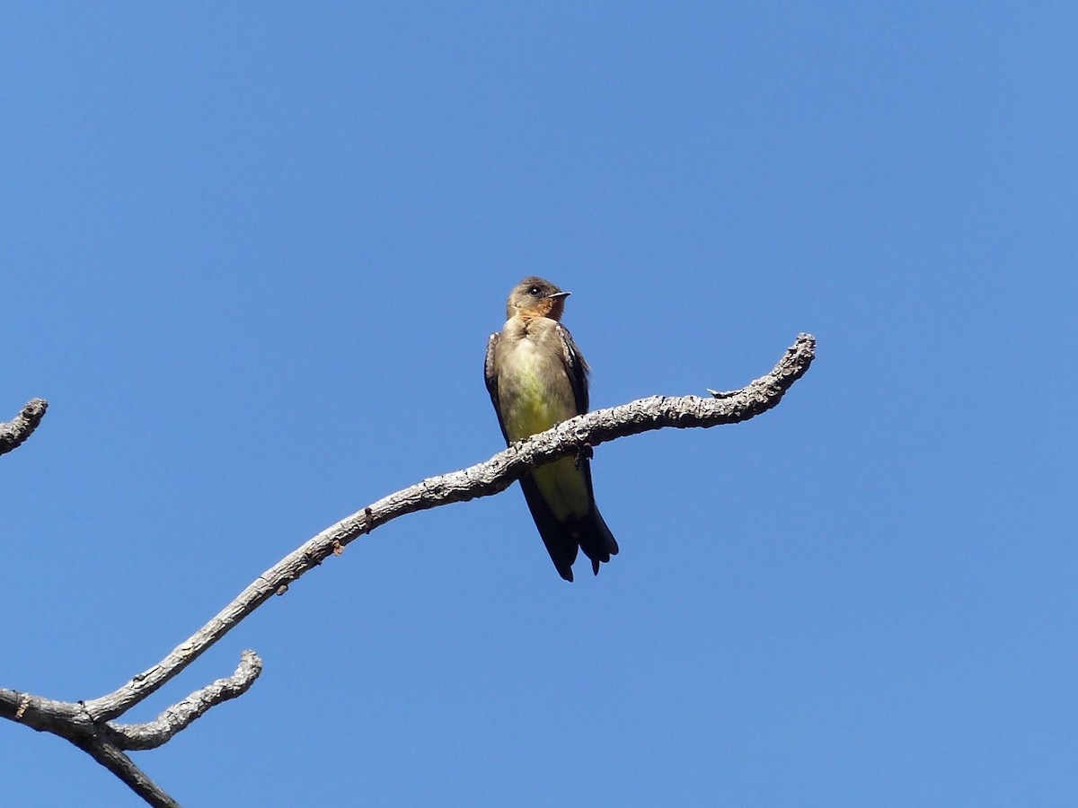 Southern Rough-winged Swallow - ML144700971