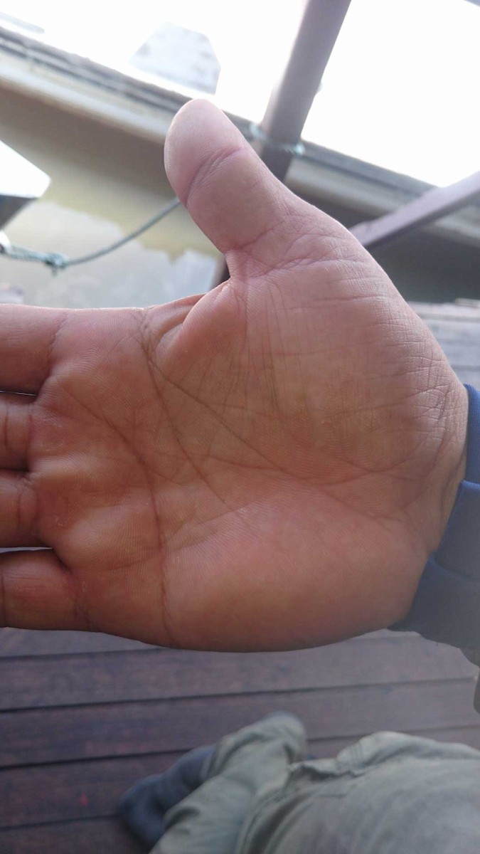 Sábalo - César Bonilla