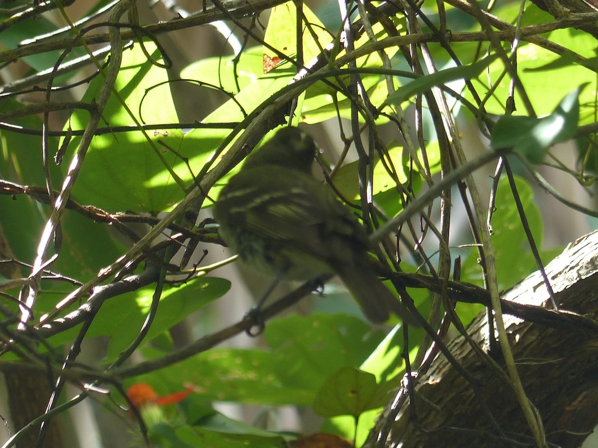 Euler's Flycatcher - ML144701591