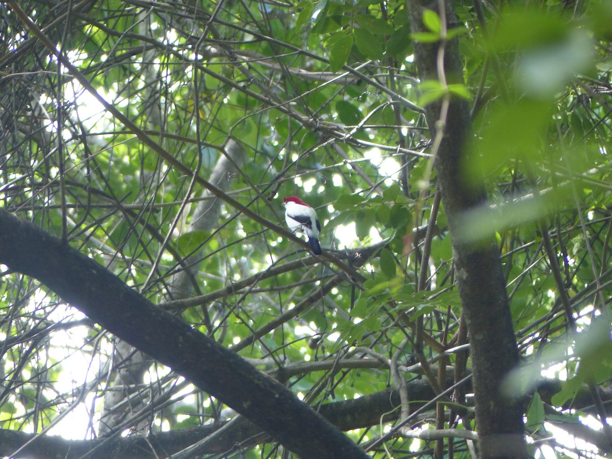 Araripe Manakin - Eamon Corbett