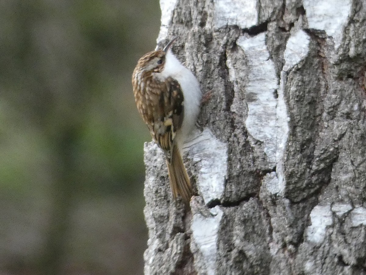 Хөвчийн бялзуумар - ML144702641