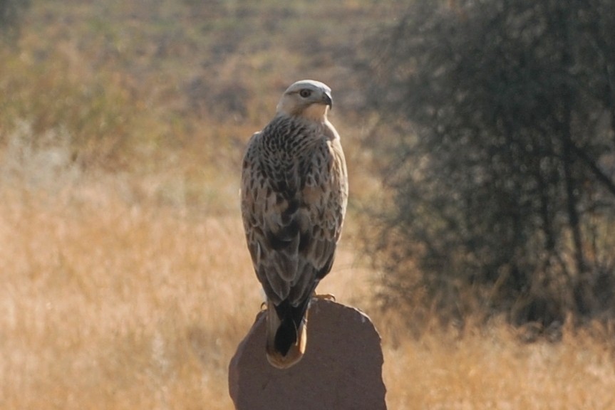 Long-legged Buzzard - Cathy Pasterczyk