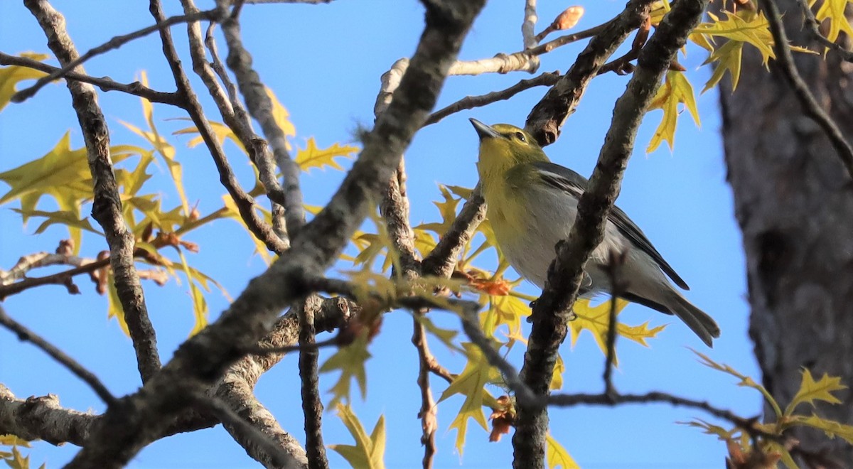 Yellow-throated Vireo - Adam Kent