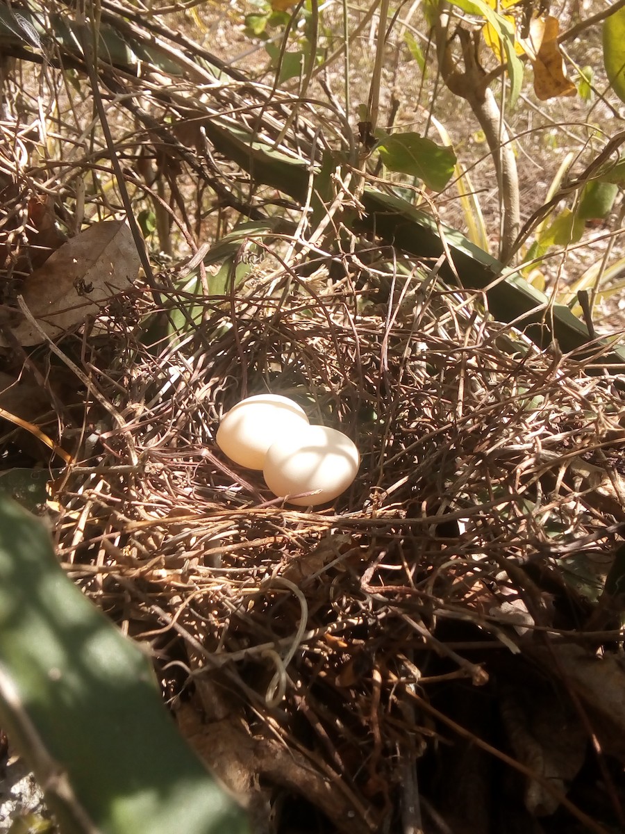 White-tipped Dove - ML144710881