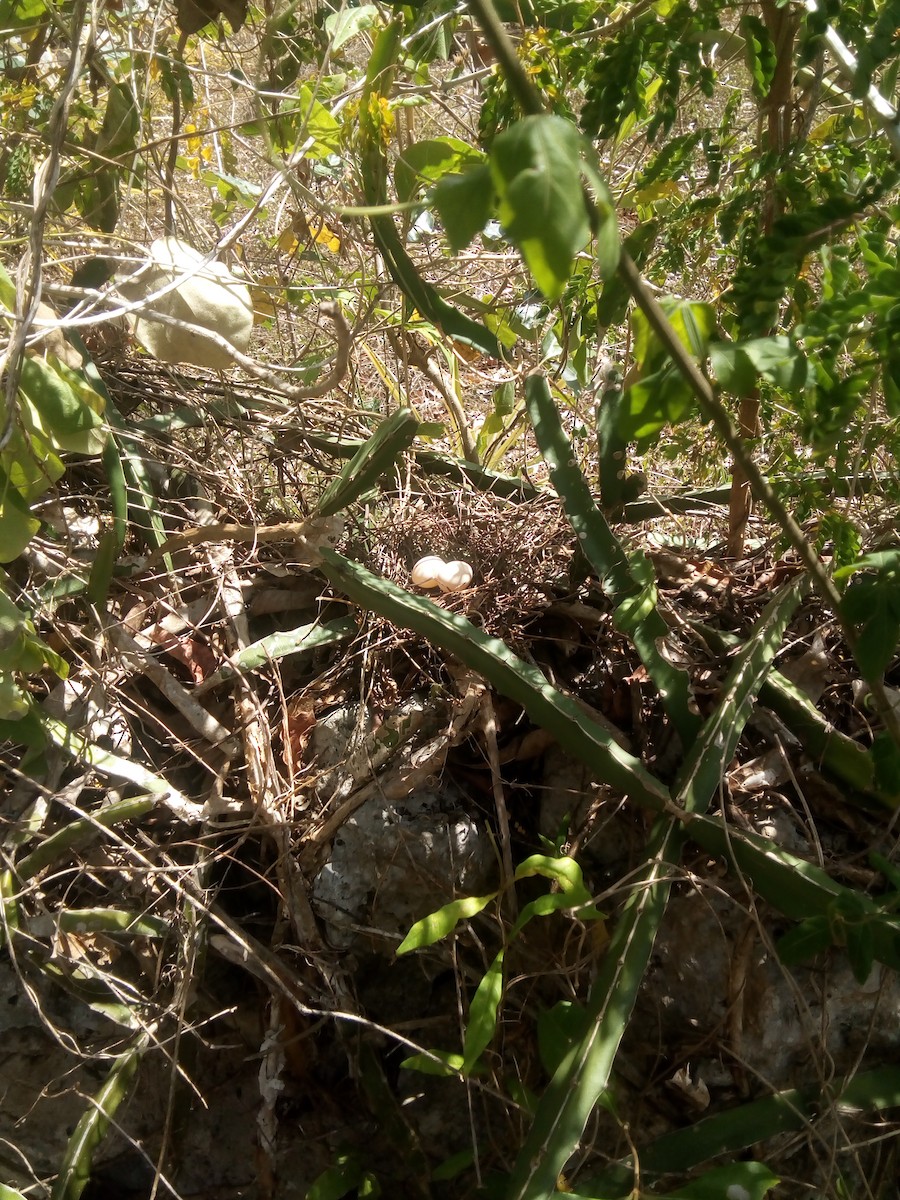 White-tipped Dove - ML144711061